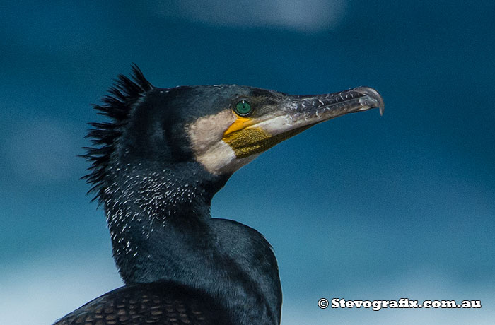 Great Cormorant profile