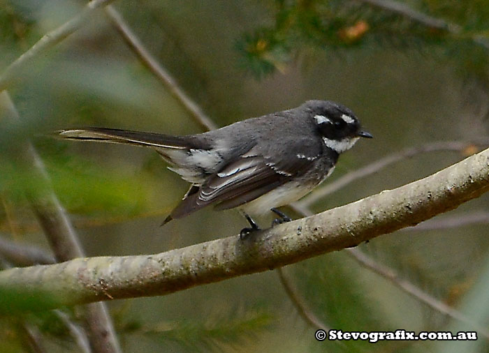 Grey Fantail