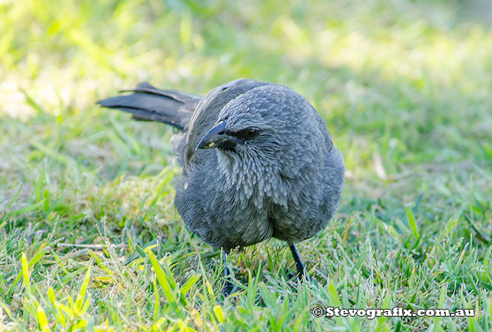 Apostlebird