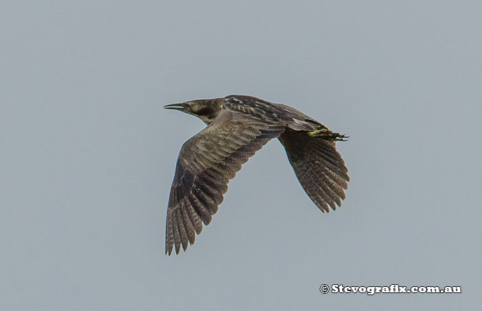 Australasian Bittern