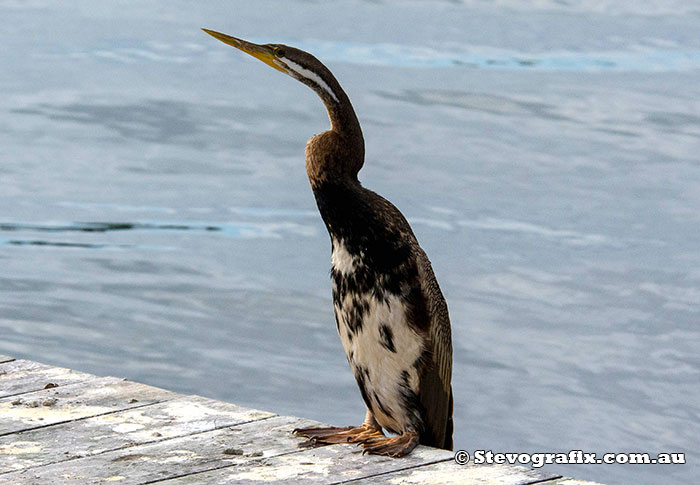 Juvenile male Australasian Darter