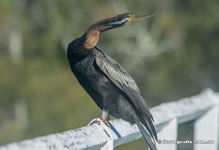 Male Australasian Darter