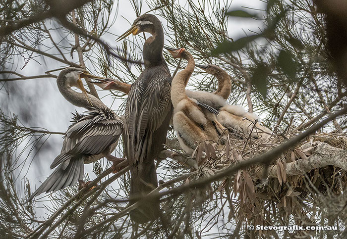 Australasian Darter family