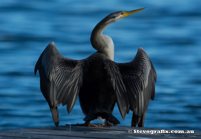 Female Australasian Darter