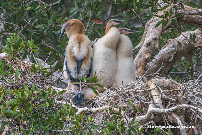 Australasian Darter chicks