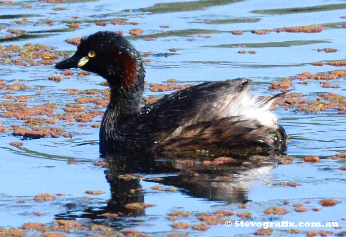 Australasian Grebe