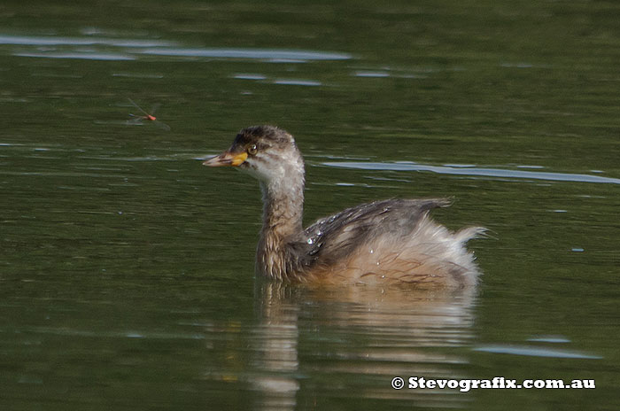 Australasian Grebe juvenile