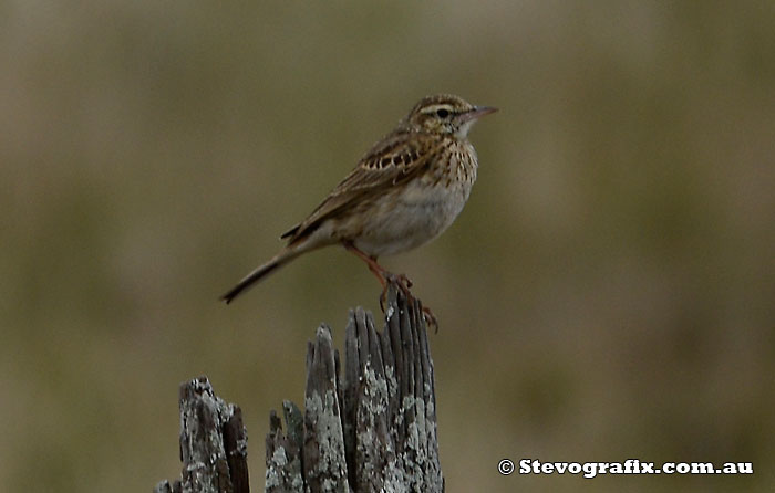 Australasian Pipit