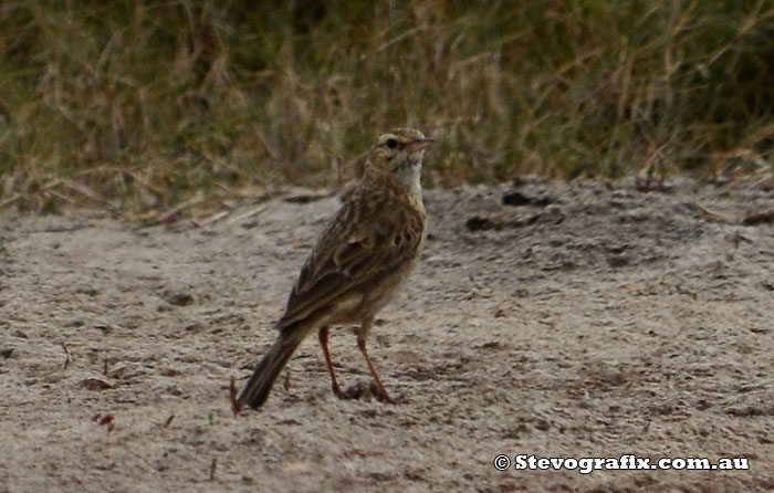 Australasian Pipit