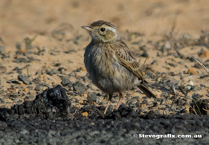 Australasian Pipit