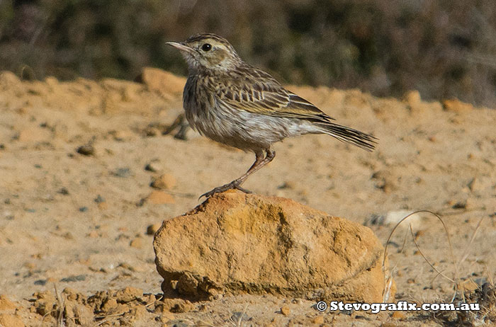 Australasian Pipit