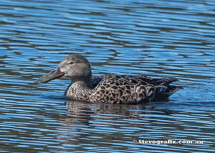 Female Australasian Shoveler