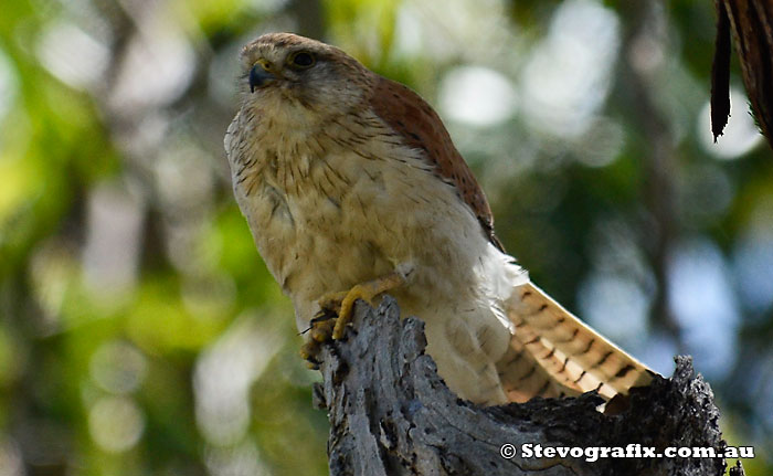 Male Nankeen Kestrel