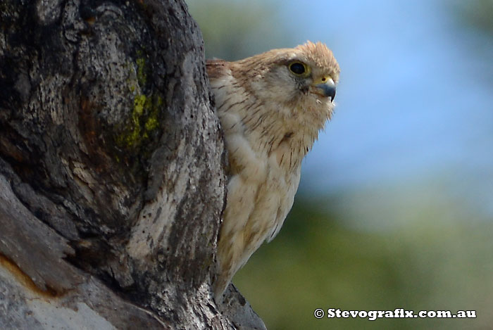 Nankeen Kestrel