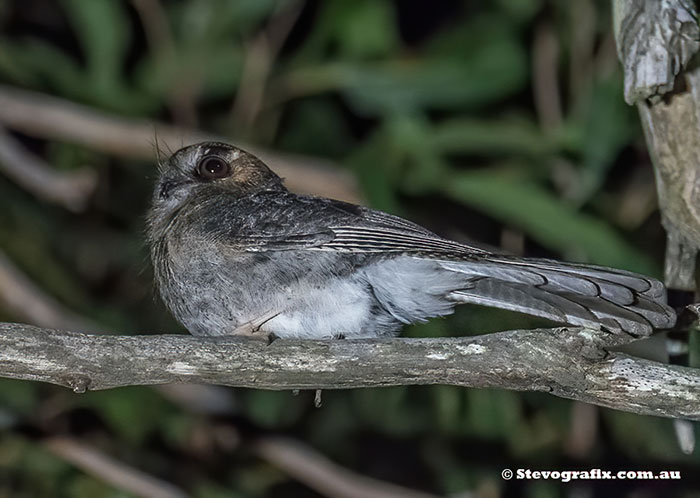 Australian Owlet-nightjar