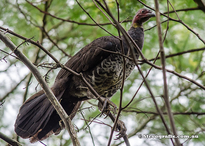 Australian Bush Turkey at Bambara