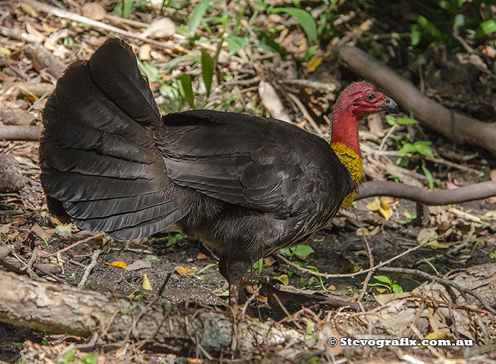 Male Australian Brush Turkey