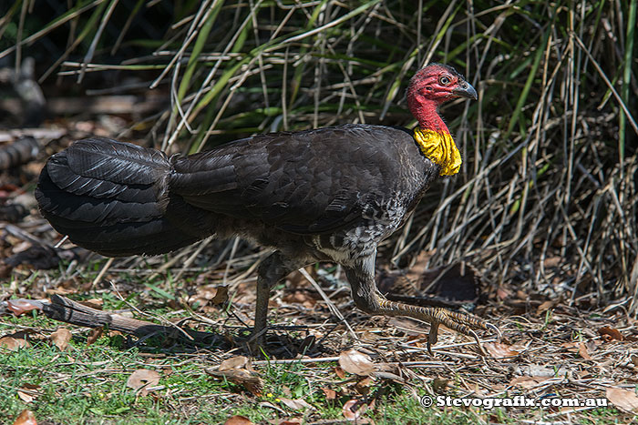 Male Australian Brush-turkey