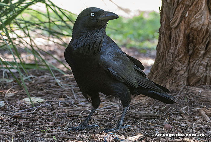 Australian Raven