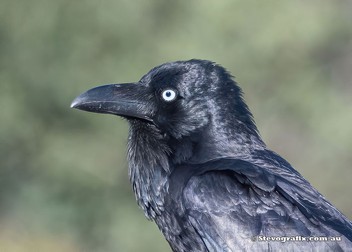 Australian Raven