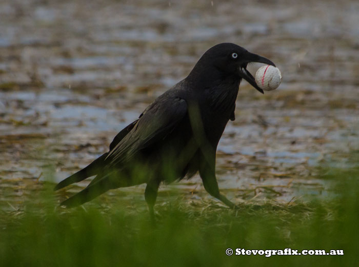 Australian Raven with golf ball it thinks is an egg.