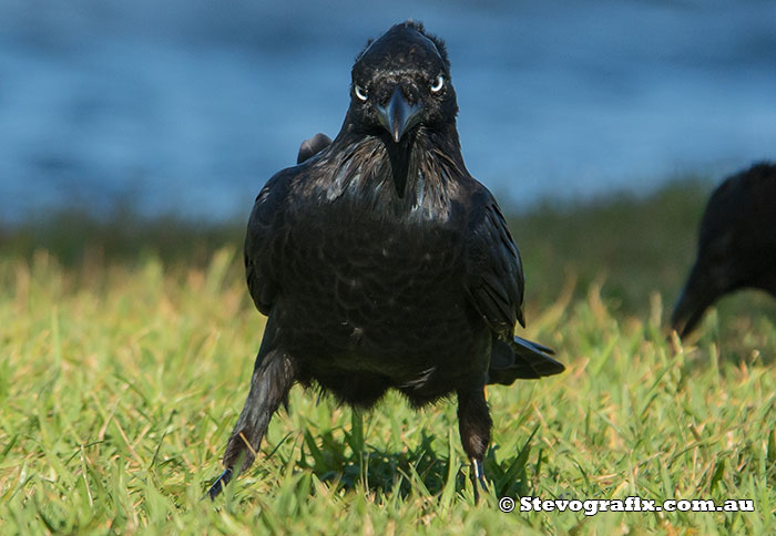 Australian Raven