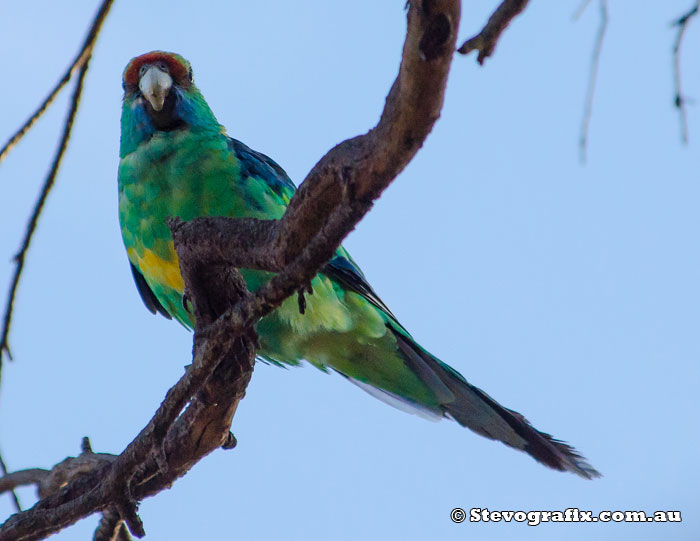 Australian (Mallee) Ringneck