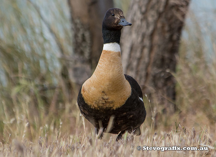 Australian Shelduck