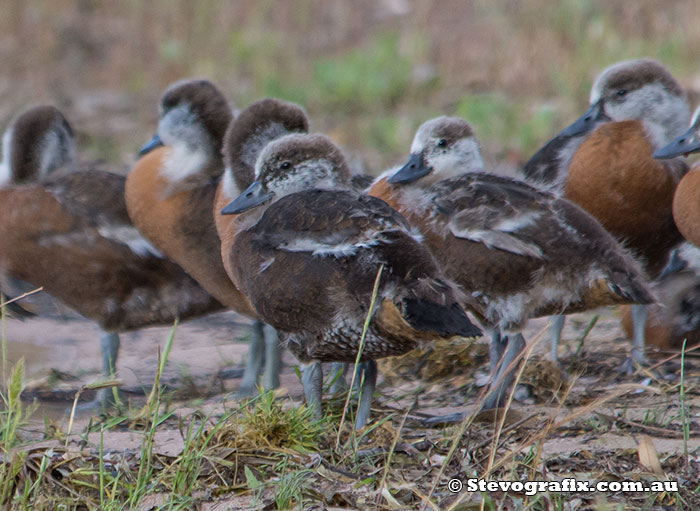 Australian Shelduck