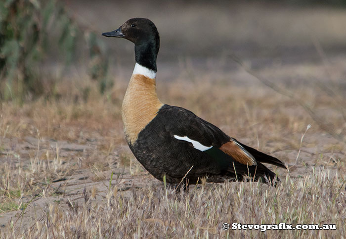 Australian Shelduck