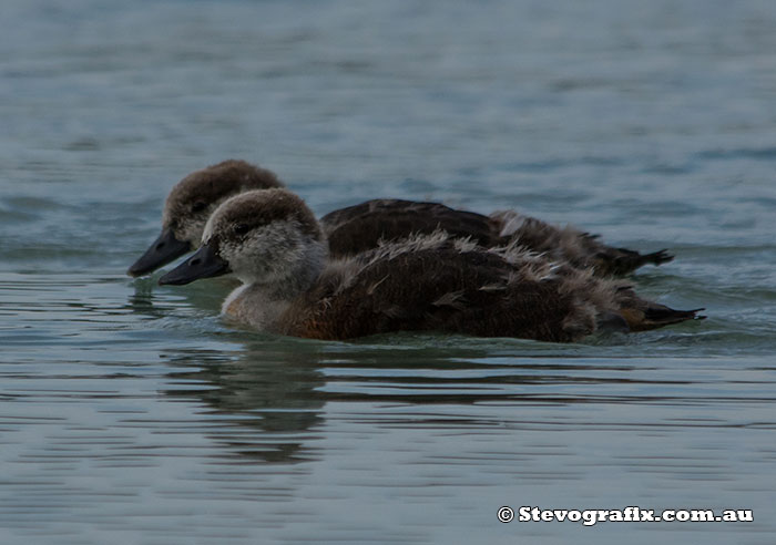 Juvenile Australian Shelducks