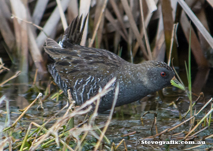 Spotted Crake