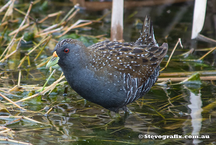 Spotted Crake