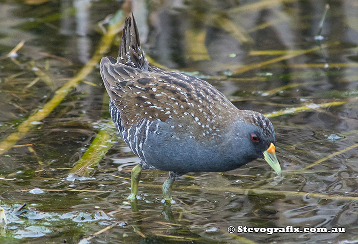 Spotted Crake