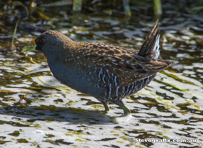 Spotted Crake