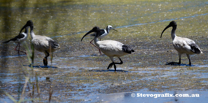 Australian White Ibis Feeding