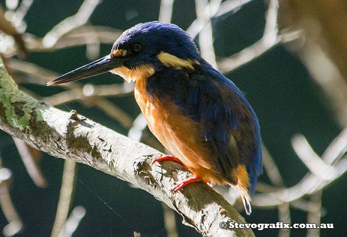 Azure Kingfisher