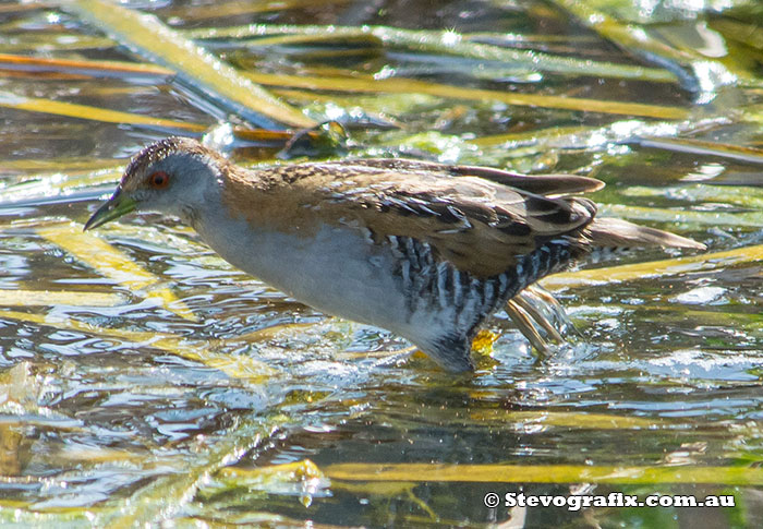 Ballion's Crake