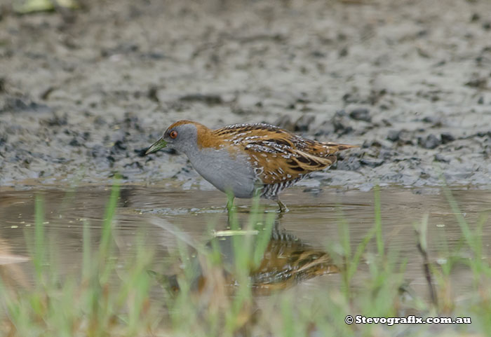 Baillon's Crake