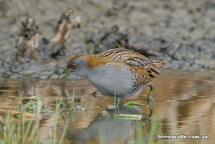 Baillon's Crake