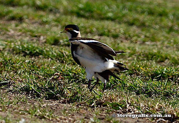 Banded Lapwing