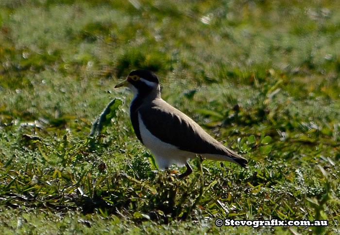 Banded Lapwing