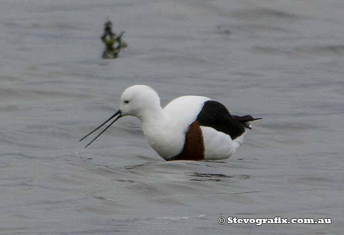 Banded Stilt