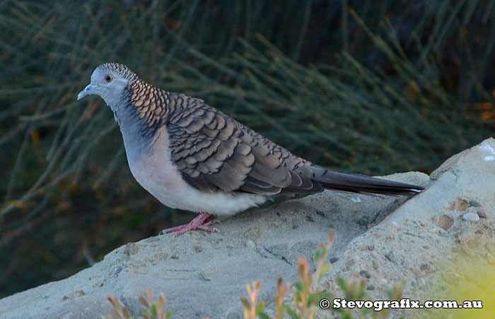 Bar-shouldered Dove