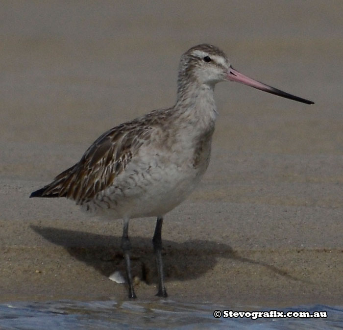 Bar-tailed Godwit