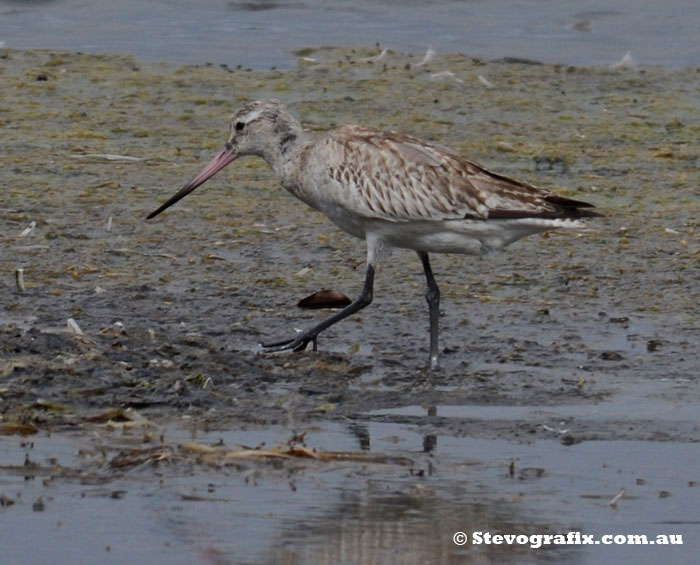 Bar-tailed Godwit