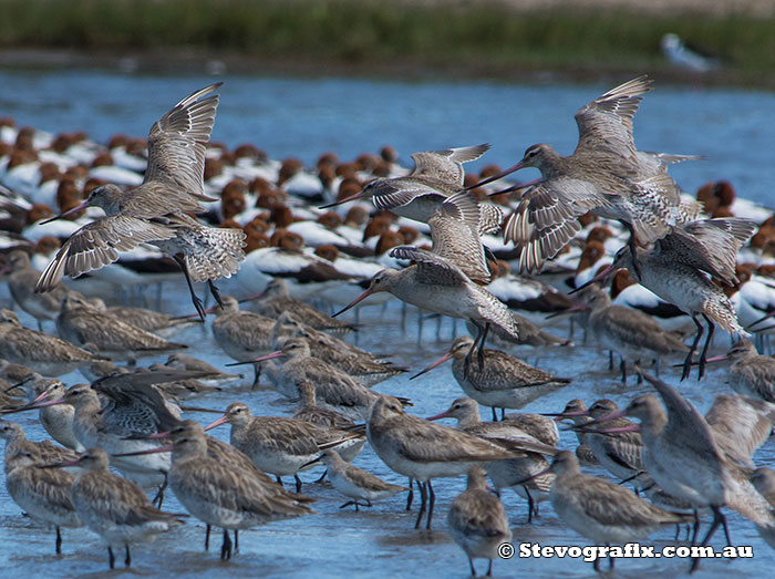 Bar-tailed Godwit