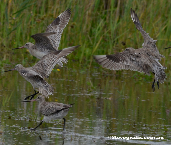 Bar-tailed Godwit display