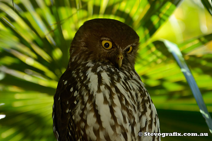 Barking Owl