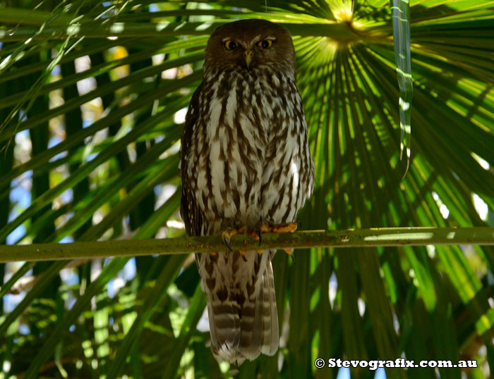 Barking Owl